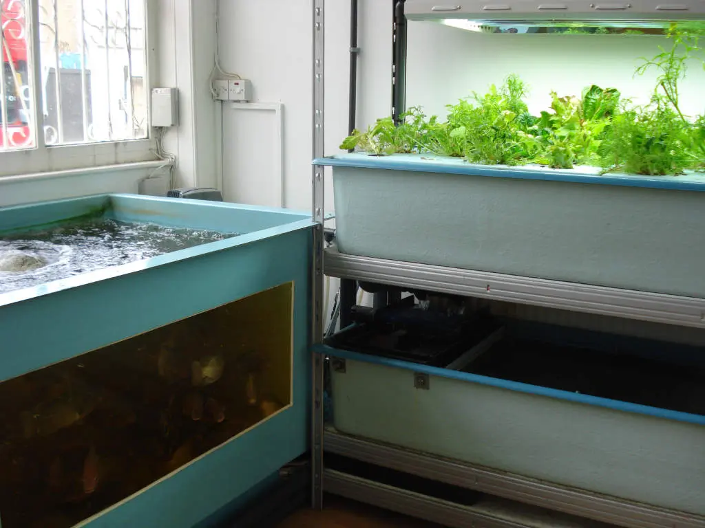 Aquaponics -viljelyjärjestelmässä viljellään rinnakkain kasveja ja kasvatetaan kaloja. Kuvan järjestelmä on pieni, mutta aquaponicsia käytetään maailmalla paikoin jo kaupallisessakin tuotannossa. Kuva: Pinja Sipari